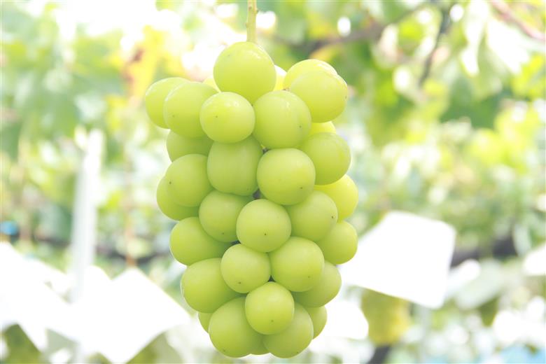 【25年発送先行予約】厳選！南アルプス市産　シャインマスカット　約1.5kg～1.6kg（2～4房） ALPDD010