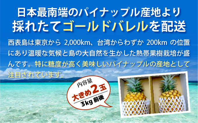 【2026年発送】ゴールドバレルビッグな２玉セット