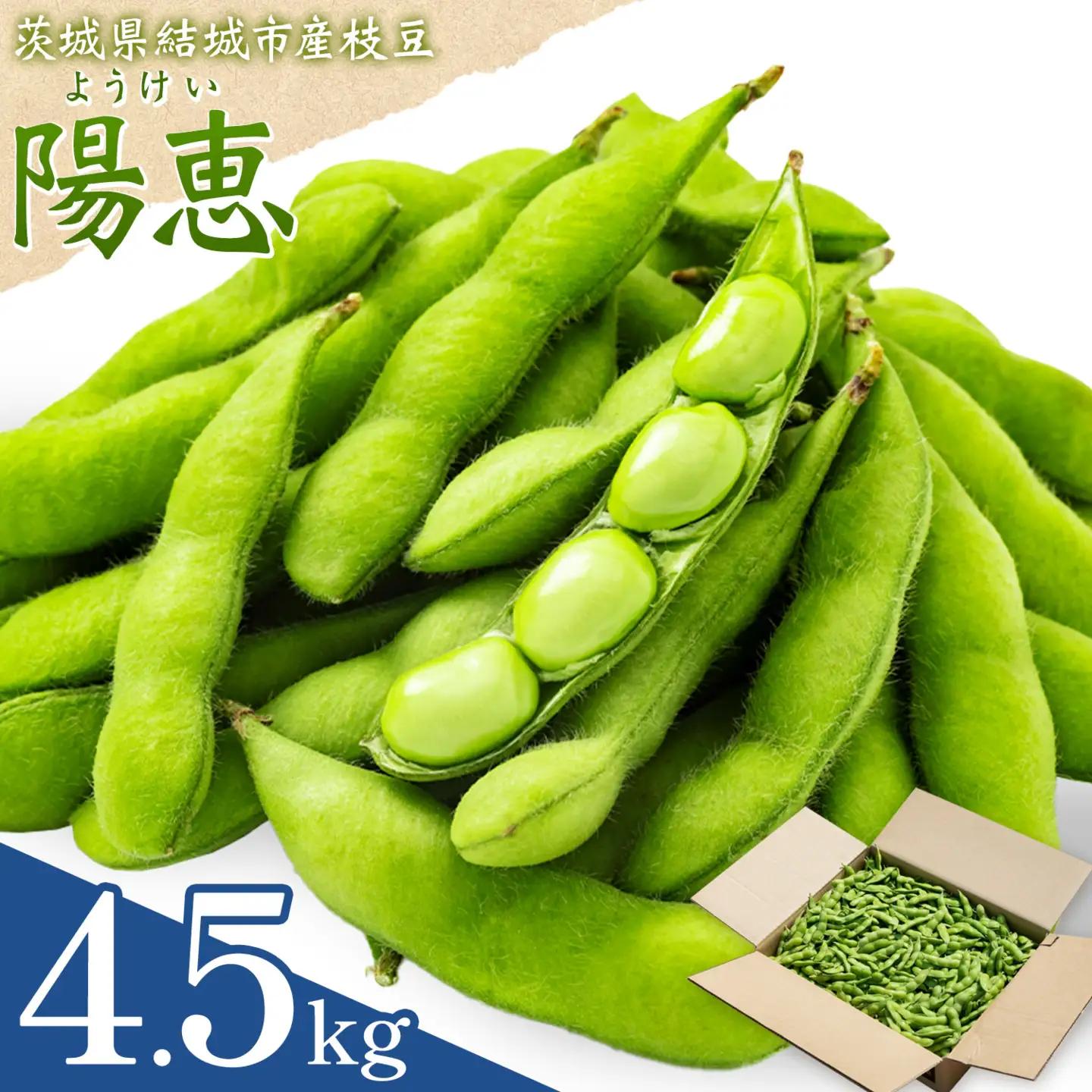 枝豆 えだまめ「陽恵」（茶豆味）4.5kg【配送不可地域あり】(離島)枝豆
