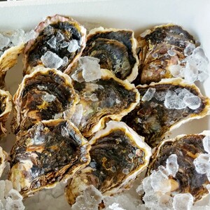 訳あり 岩がき 小サイズ 15個入 3.5kg前後 生食用 ： 京都府 舞鶴産 牡蠣【～8月中頃まで】 殻付き牡蠣 岩牡蠣 牡蠣 訳あり牡蠣