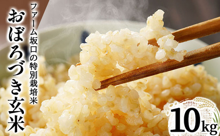 令和7年産!ファーム坂口の特別栽培米 おぼろづき玄米10kg(10kg×1袋)