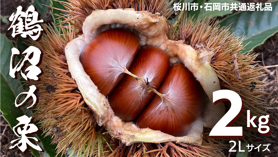 鶴沼 の 栗 2kg (桜川市・石岡市共通返礼品) 和栗 国産栗 くり 栗 生栗 先行予約 2026年9月上旬発送開始 オーガニック肥料 果じゅまる園 [DQ002sa]
