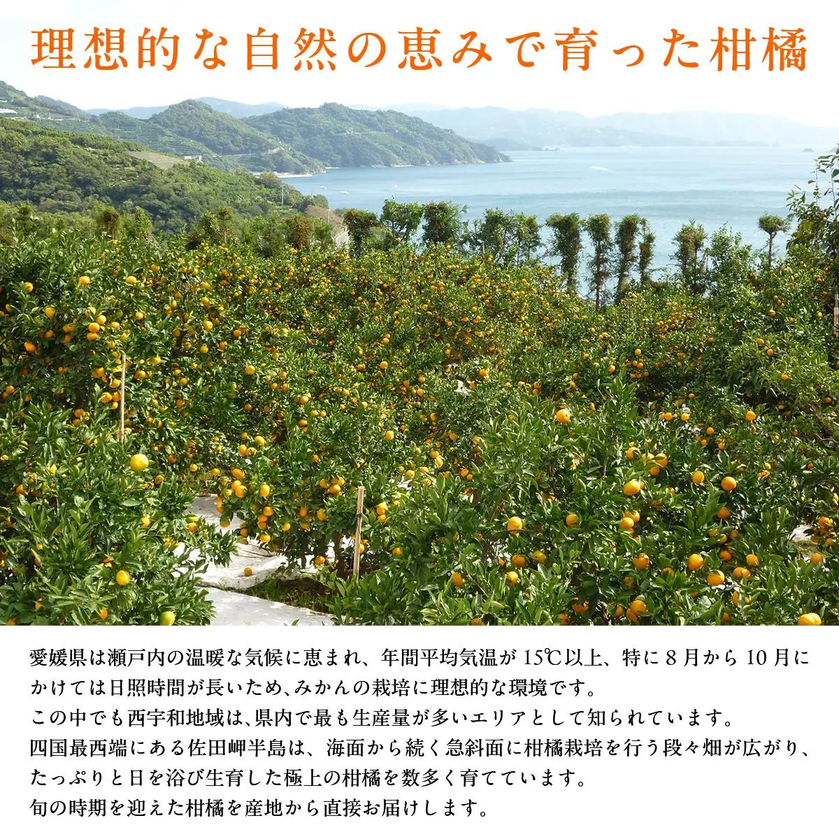 JAにしうわ みつる共選 「蜜る」8kg（2S～2L）4kg×2箱※離島への配送不可（2026年11月中旬より順次発送予定） 【 柑橘 ミカン みかん 蜜る 生果 】 IKTBC013
