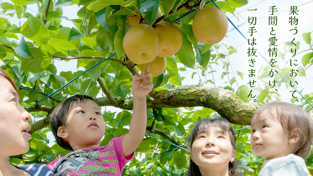 新高 約5kg（茨城県共通返礼品：かすみがうら市） 【2026年9月中旬発送開始】 梨 数量限定 なし ナシ フルーツ 果物 旬 産地直送 [FF005sa]