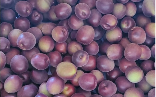 【2025年分先行予約】紫宝梅『ミスなでしこ®』【青梅：1kg】※2025年6月上中旬頃に順次発送予定【期間限定・先行予約・5/31まで】  / 田辺市 青梅 梅 紫宝梅 大梅 大玉 梅シロップ 梅酒