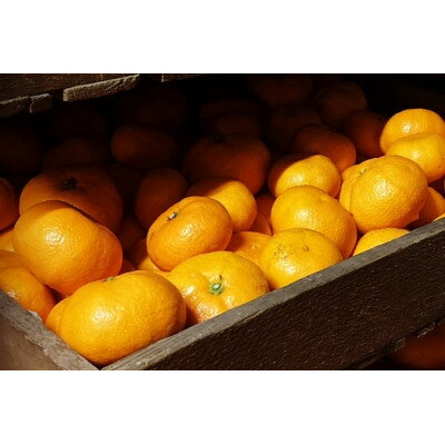 【ふるさと納税】【2026年2月～順次発送予定】大阪府和泉市　熟成蔵出し青島みかん4.5kg(箱込5kg)サイズ混合【1559833】