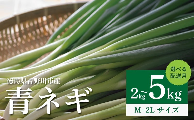 
                  青ネギ 選べる 容量 2kg 4kg 5kg 【 シャキとろ 青ネギ 】ねっこ農園 丸ごと 食べれる 苦みえぐみが少ない 12月～6月 発送 薬味 ネギ 野菜 葱 味噌汁 うどん 鍋 朝ご飯 徳島県 吉野川市
                