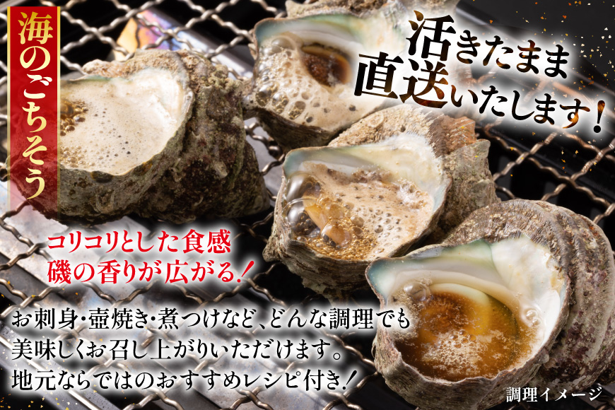 サザエ つぼ焼き 天然 活サザエ 1.8kg 10回 定期便 計 18kg [ひらど新鮮市場 長崎県 平戸市 hr42bgy400079] さざえ 希少 貝 魚介 魚介類 海鮮 海産物 刺身 壺焼き 