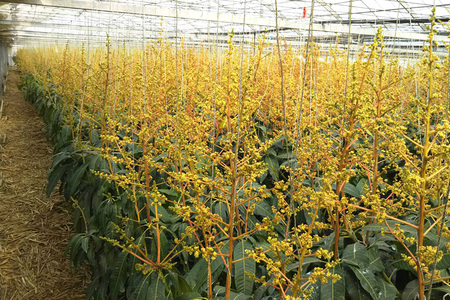 【2024年発送】濃厚な大人の味 沖縄県「キーツマンゴー」2kg