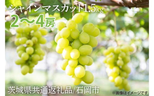 
                  【2026年9月より順次発送】シャインマスカット 約1.5kg【茨城県共通返礼品/石岡市】【水戸市 茨城県 シャインマスカット マスカット ブドウ ぶどう 葡萄 フルーツ 果物 甘い】（IU-8-1）
                