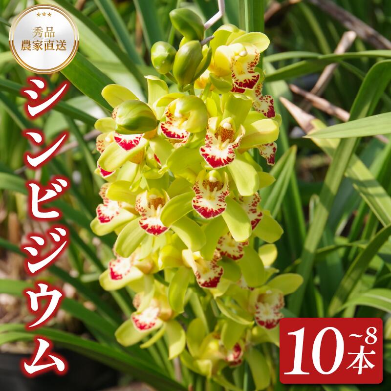 【ふるさと納税】 シンビジウム 8～10本 生花 お花 花 シンビジューム 秀品