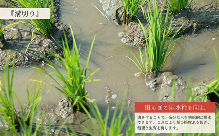 新潟県産こしいぶき 3kg 1等米 2025年産 三条市保内産 精米 白米 令和7年産 米 [はせがわ農園]【010S842】
