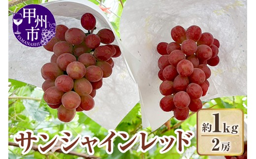 【クール配送】山梨県産サンシャインレッド2房（約1kg）【2026年発送】（KFT）C-1812【サンシャインレッド ぶどう 葡萄 ブドウ 令和8年発送 期間限定 山梨県産 甲州市 フルーツ 果物】