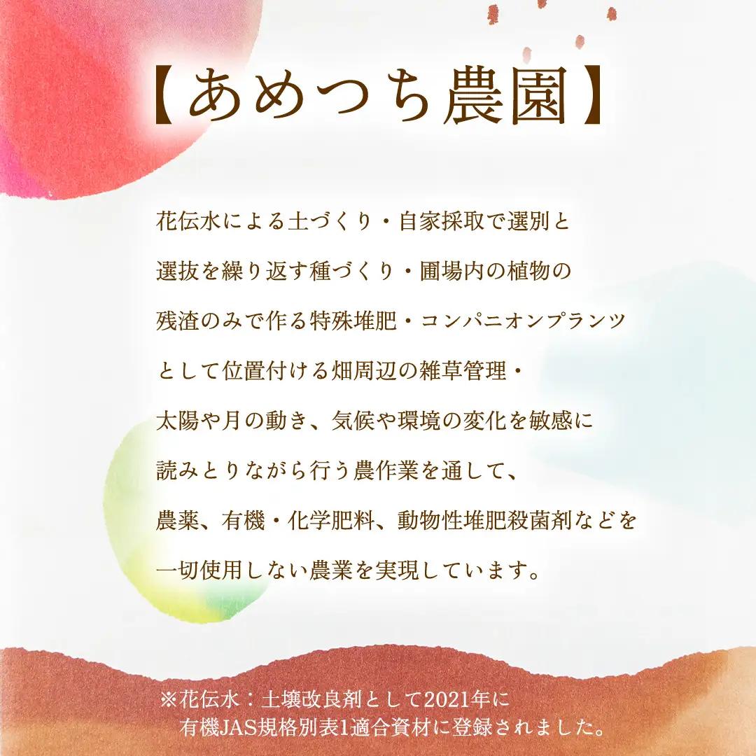 【8月下旬発送開始】 ミニトマト 約 230g × 4パック 【 あめつち農園 】 [BP001tu]