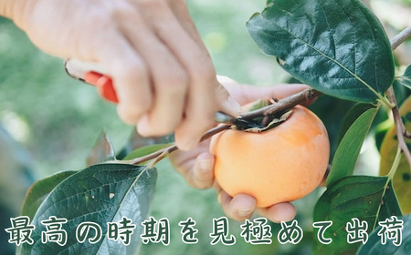 Y091 樹齢100年の古木から採れる花御所柿（2.5kg）