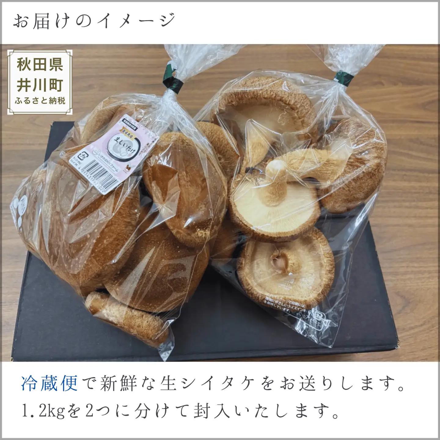 生しいたけ 1.2kg 菌床 しいたけ 訳あり