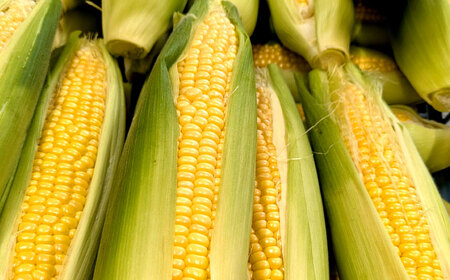 【7月上旬頃より発送】スーパースイートコーン 約3kg（6～7本） / とうもろこし トウモロコシ コーン 新鮮 野菜 / 瀬戸市 / 株式会社フラットフィールド[BBEE005]