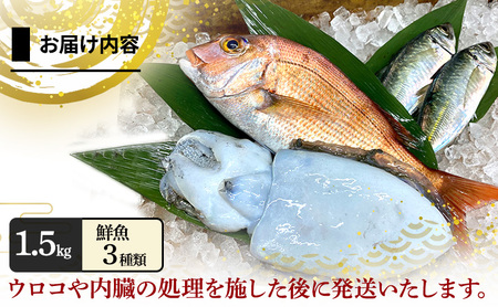 鮮魚セット 1.5kg プレミアム 朝獲れ 鮮魚セット