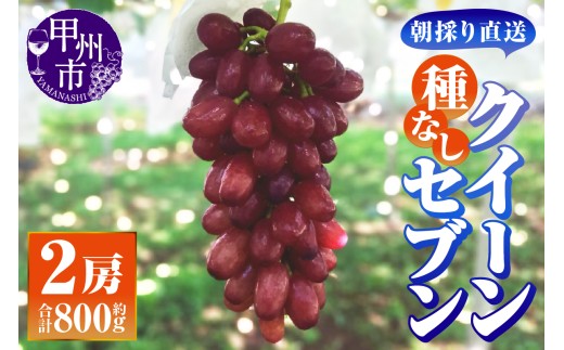 【朝採り直送】クイーンセブン（種無し）2房（約800g）【平均糖度24度】【2026年発送】（AF）B-459 【クイーンセブン ぶどう 葡萄 ブドウ 令和8年発送 期間限定 山梨県産 甲州市 フルーツ 果物】