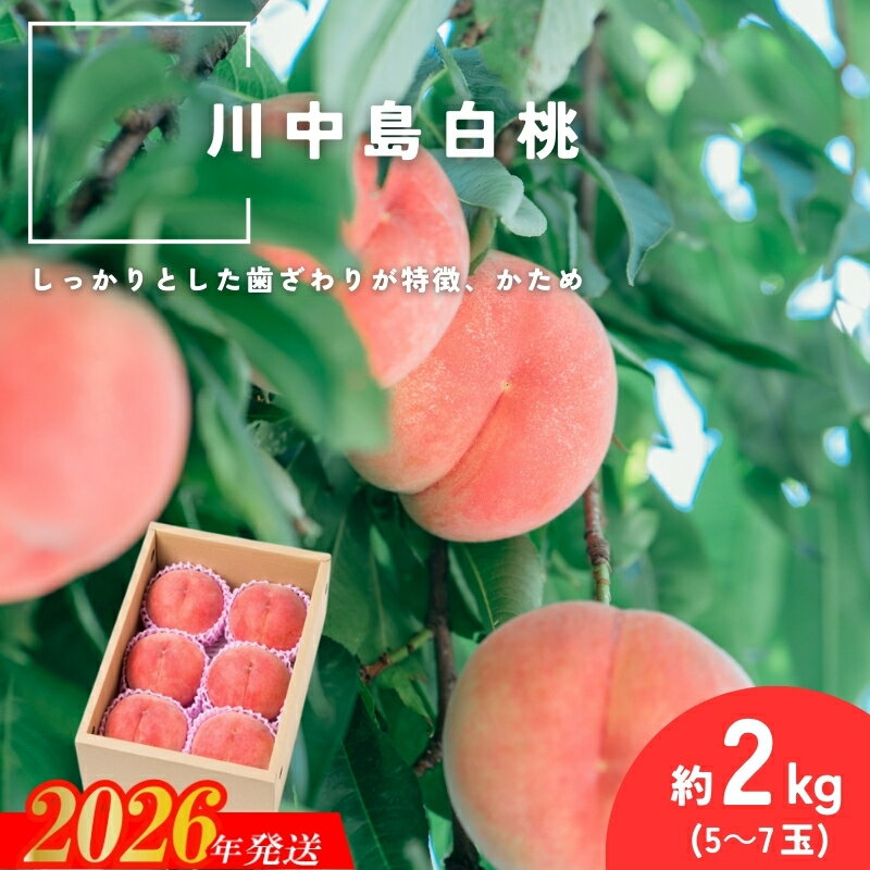 【ふるさと納税】No.2993 「川中島白桃」約2kg(5～7玉)【2026年発送 先行予約】