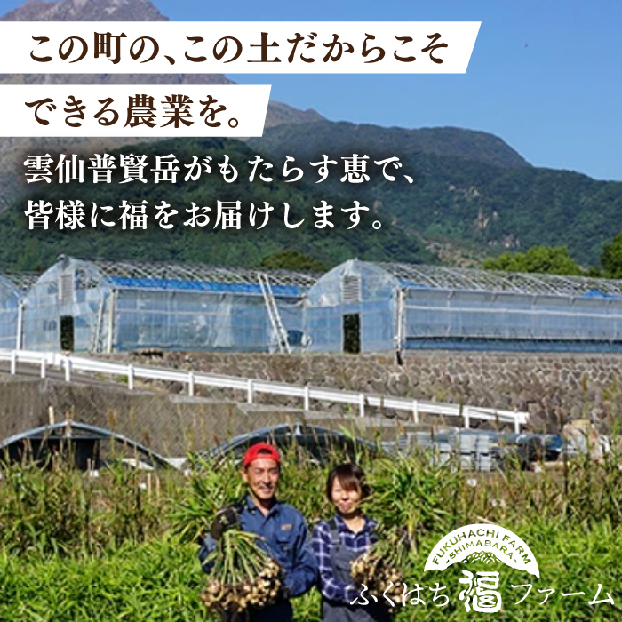 【2025年1月末～順次発送】囲い生姜 約 1kg / ショウガ 南島原市 / ふくはちファーム / 福島農園 [SBS009]_イメージ5