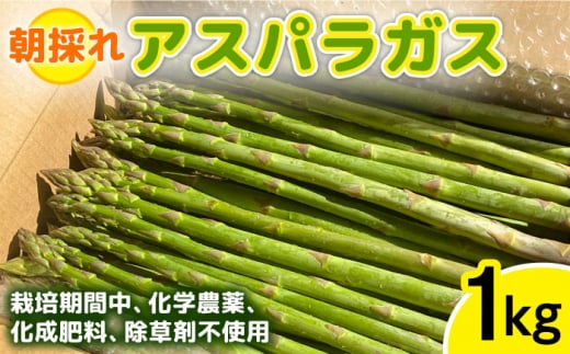 【先行受付】栽培期間中農薬不使用！ 朝採れのアスパラガス 1kg 【2026年3月中旬以降順次発送】糸島市 / 髙橋農園 [ANM001] アスパラガス 1kg 野菜 やさい 期間限定 アスパラ 予約 産地直送