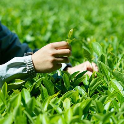ふるさと納税 内子町 【有機和紅茶】春夏秋のべにふうき飲み比べセット |  | 01