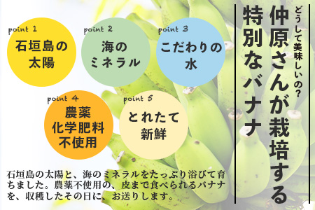 希少！こだわりの水を使い「森ような畑」で栽培する、仲原さんのバナナ OI-16