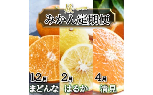 【発送月固定定期便】愛媛が誇る旬の柑橘めぐり（媛一まどんな・はるか・清見）【28-57】全3回 みかん ミカン  はるか きよみ 清見 まどんな マドンナ 柑橘 柑橘類  フルーツ 果物 くだもの 人気 美味しい 愛媛県 八幡浜 ふるさと 定期 YWTN044