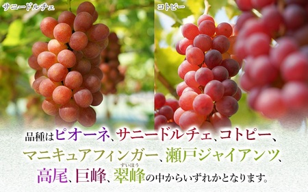 【令和6年産先行予約】 シャインマスカット入り 3種おまかせ ぶどう 約2kg　伊藤農園