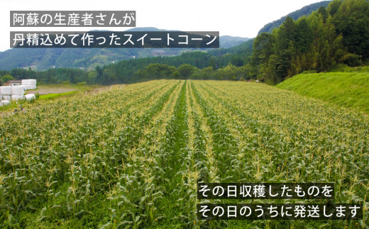 【期間限定】阿蘇の採れたてスイートコーン  【 5kg 産地直送 朝採れ 恵味ゴールド 恵味スター ドルチェドリーム 旬 甘い 美味しい 鮮度 バーベキュー BBQ 夏休み おやつ 熊本 阿蘇 熊本県
