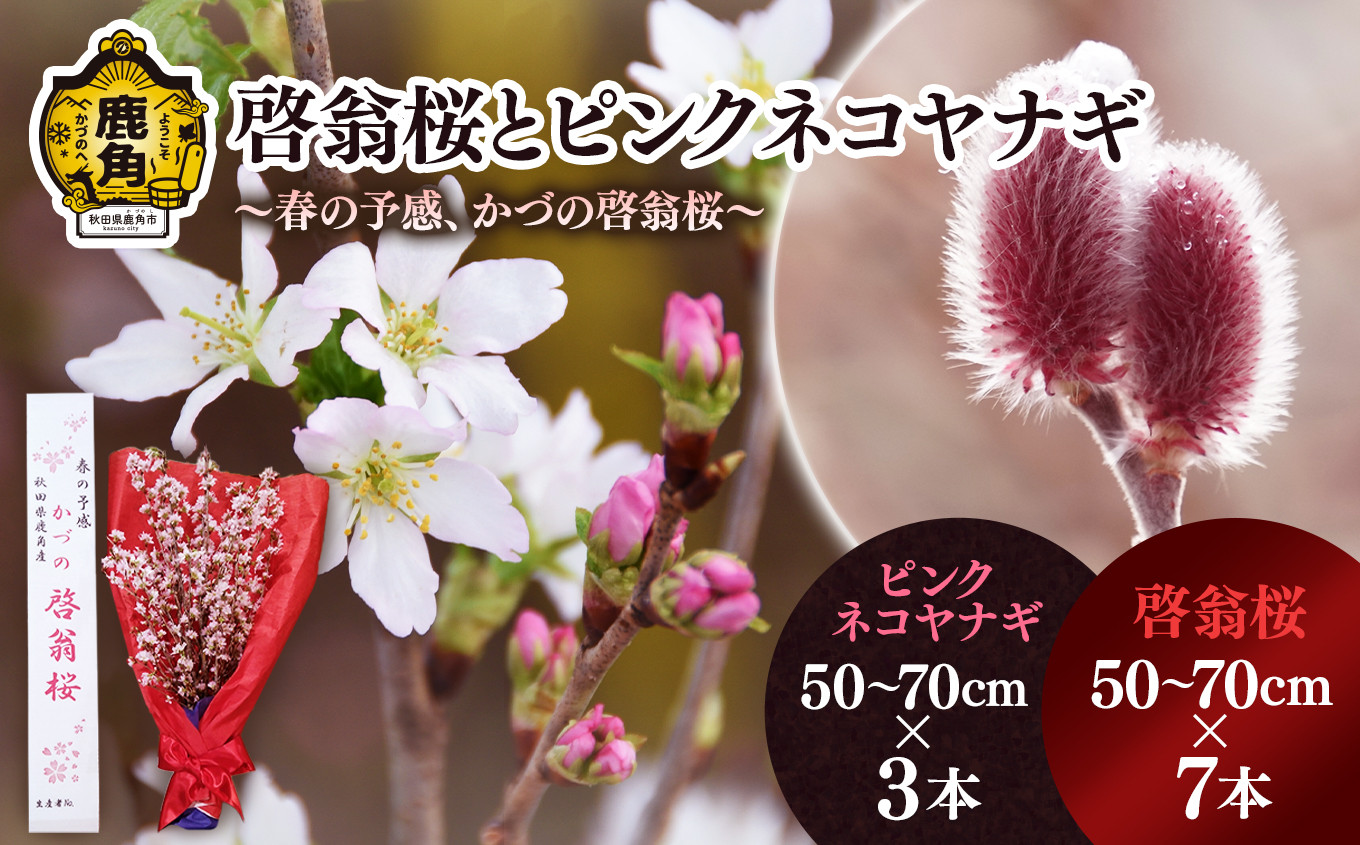 
            《 先行予約 》啓翁桜とピンクネコヤナギセット（50～70cm×7本／50～70cm×3本）【さとう農園】●2025年12月下旬発送開始 生花 花 インテリア 結婚 卒園 卒業 プレゼント お土産 母の日 グルメ ギフト 故郷 秋田 あきた 鹿角市 鹿角 送料無料 
          