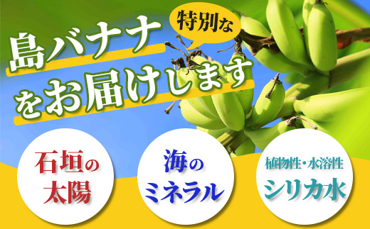 希少！特許製法で作るシリカ水で栽培する特別な「島バナナ」【ふるさと納税 沖縄県石垣市 沖縄 石垣市 石垣島 希少 無農薬 バナナ ばなな 離島のいいもの 沖縄いいもの石垣島 】OI-6