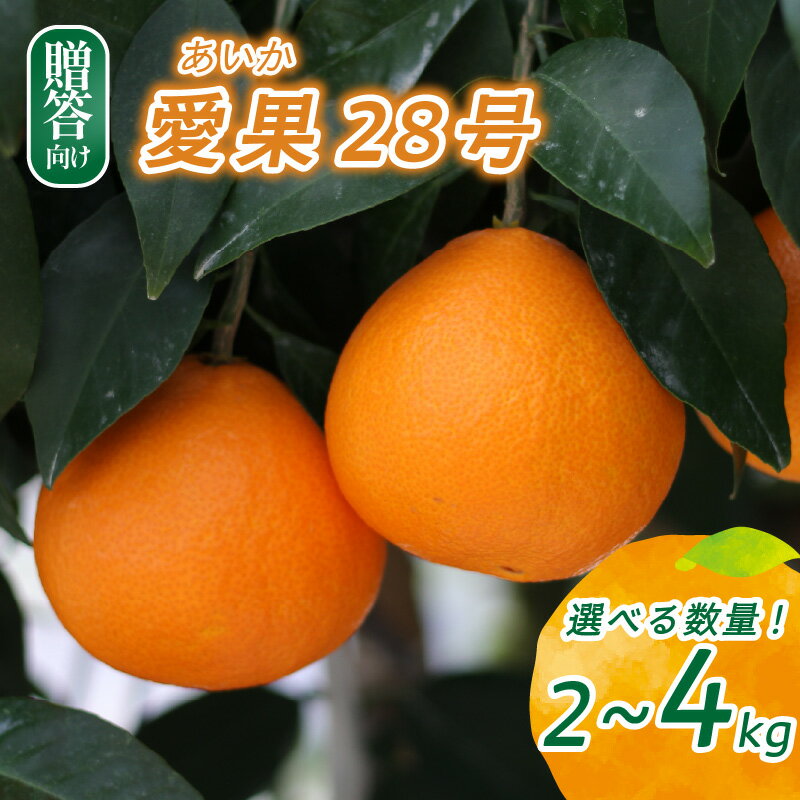 【ふるさと納税】 愛果28号 贈答用 2kg / 4kg 【2025年12月頃から発送】 | 紅まどんな と同品種 まどんな 数量選択可 あいか みかん 数量限定 みかん 愛媛県産 みかん 愛果28号 松山市 みかん 中島 みかん 愛果28号 みかん 蜜柑 愛果28号 ミカン みかん 旬 愛果28号