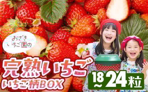 完熟いちご 18粒～24粒 いちご柄BOX いちご イチゴ 苺 章姫 大粒 ストロベリー ベリー ジャム いちごジャム イチゴジャム いちご狩り いちご園 おざきいちご園 渥美半島 愛知県 田原市