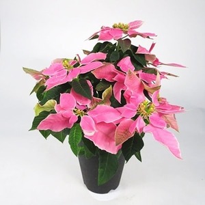 【 先行予約 ：2026年11月発送 】 花 プリンセチア ポインセチア 鉢植え ピンク 系 5号 花