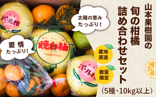 
                  【先行予約】柑橘詰め合わせセット(5種類・10kg以上) 《12月上旬-1月上旬頃出荷》山本果樹園 果物 フルーツ みかん 
                