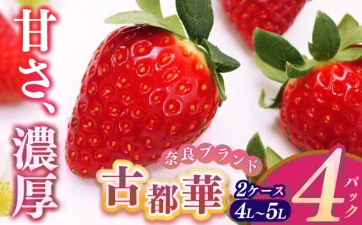 平群 の 古都華  4L ～ 5L サイズ  （2パック 2ケース） 計4パック 辻本農園  |  先行予約 フルーツ 果物 くだもの ブランド いちご 苺 古都華 ことか 甘い 大人気 満足 希少 希少品種 ストロベリー 美味しい 品種 特徴 糖度 ルビー色  1月 2月 3月 発送 旬 送料無料 濃厚 香り 果汁 味わい深い お取り寄せ 産地直送 辻本農園 名産地 奈良県 平群 町