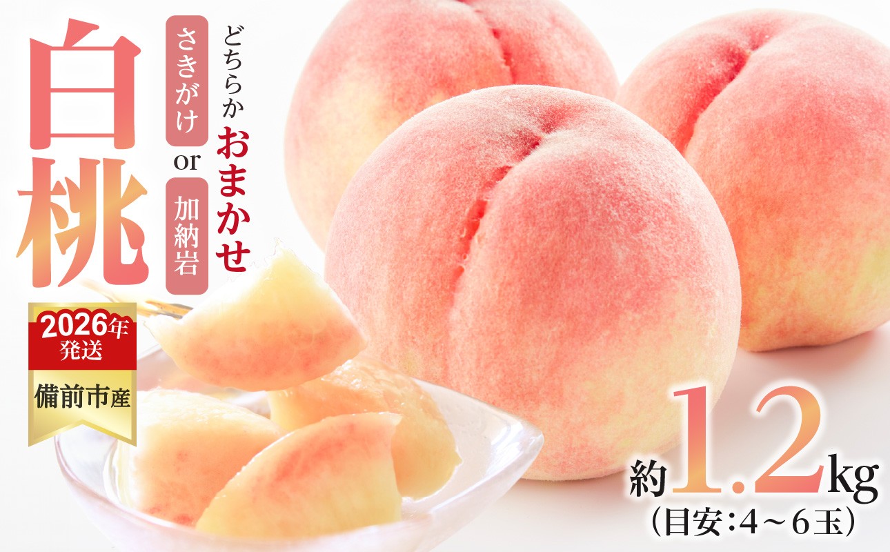 
            【2026年発送分　先行受付開始！】びぜん白桃　さきがけ白桃・加納岩白桃のうち1品種　約1.2kg（令和8年6月下旬～7月上旬頃発送）【 岡山県備前市産 さきがけ白桃  加納岩白桃 うち1品種 ハウス栽培 約1.2kg（４～６玉目安） 】
          
