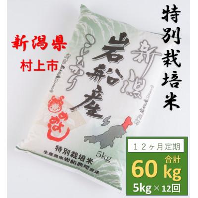ふるさと納税 村上市 【毎月定期便】特別栽培米 岩船米コシヒカリ 精米 5kg 009全12回