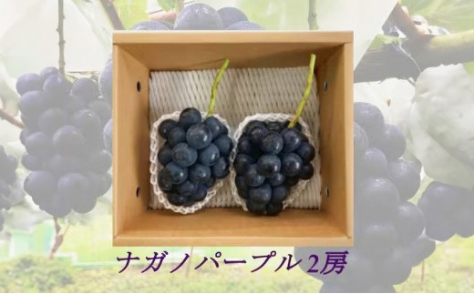 
                  信州やなぎさわ農園果逢　信州産ナガノパープル　2房（合計1kg以上）【大粒＆大房】（9月発送） |  果物 ぶどう フルーツ  人気 おすすめ ナガノパープル 大粒 大房    ギフト 産地直送 高級   　 送料無料 長野県 長野市 信州 信濃 ふるさと納税
                