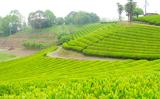 生田製茶 特選 玉緑茶 100g×2本 緑茶 茶葉 お茶