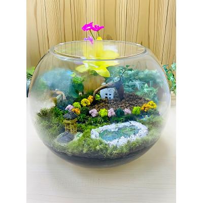 ふるさと納税 播磨町 【苔テラリウム・丸形ガラス・大】ちいさな苔屋さん