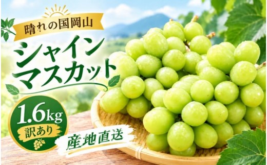 
                  【2026年先行予約】晴れの国岡山 シャインマスカット 1.6kg 2～4房 訳あり 産地直送 ｜ シャインマスカット しゃいんますかっと シャインマスカット 果物 フルーツ マスカット ますかっと くだもの 先行予約 ブドウ 葡萄 ぶどう大粒 岡山県産 ぶどう シャインマスカット マスカット しゃいんますかっと 葡萄 くだもの【hnds013】
                