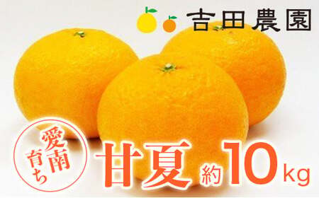 【2026年3月中旬頃発送】【先行予約】甘夏 10kg みかんみかんみかんみかんみかんみかんみかんみかんみかんみかん