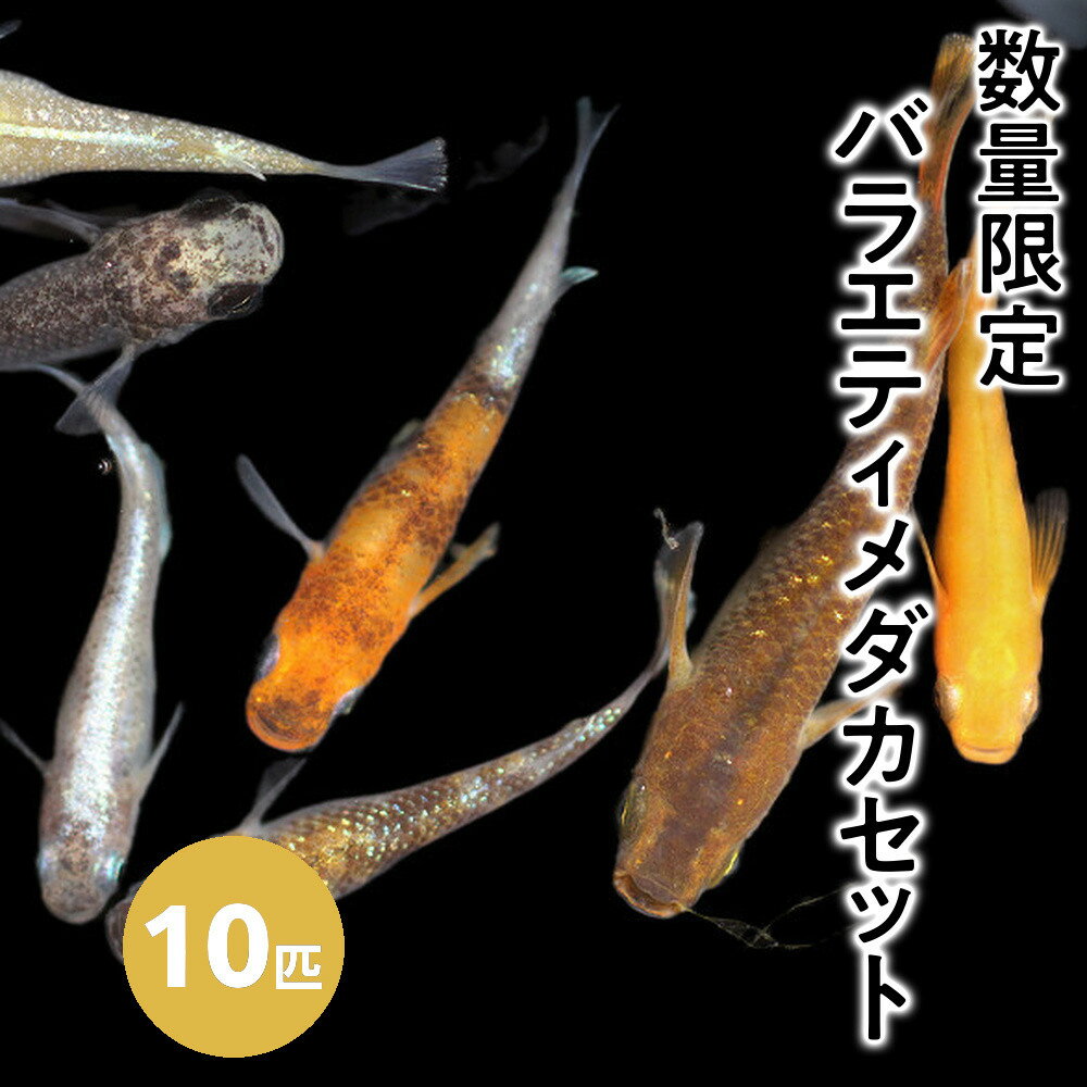【ふるさと納税】＜数量限定＞お楽しみ！バラエティメダカセット(10匹) メダカ 改良メダカ 選別 美しい 生き物 生体 メダカ めだか お魚 魚 観賞魚 ペット 飼育【sm-CI002】【あらしまやメダカ】