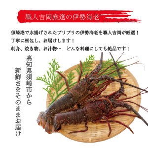 伊勢海老 350～450g 冷凍 鍋 刺身 高級 伊勢エビ イセエビ 高知県 須崎市 伊勢海老 刺身伊勢 海老蒸し 伊勢海老 海鮮丼 伊勢えび おさしみ 伊勢えび カルパッチョ 伊勢えび 粉チーズ 伊