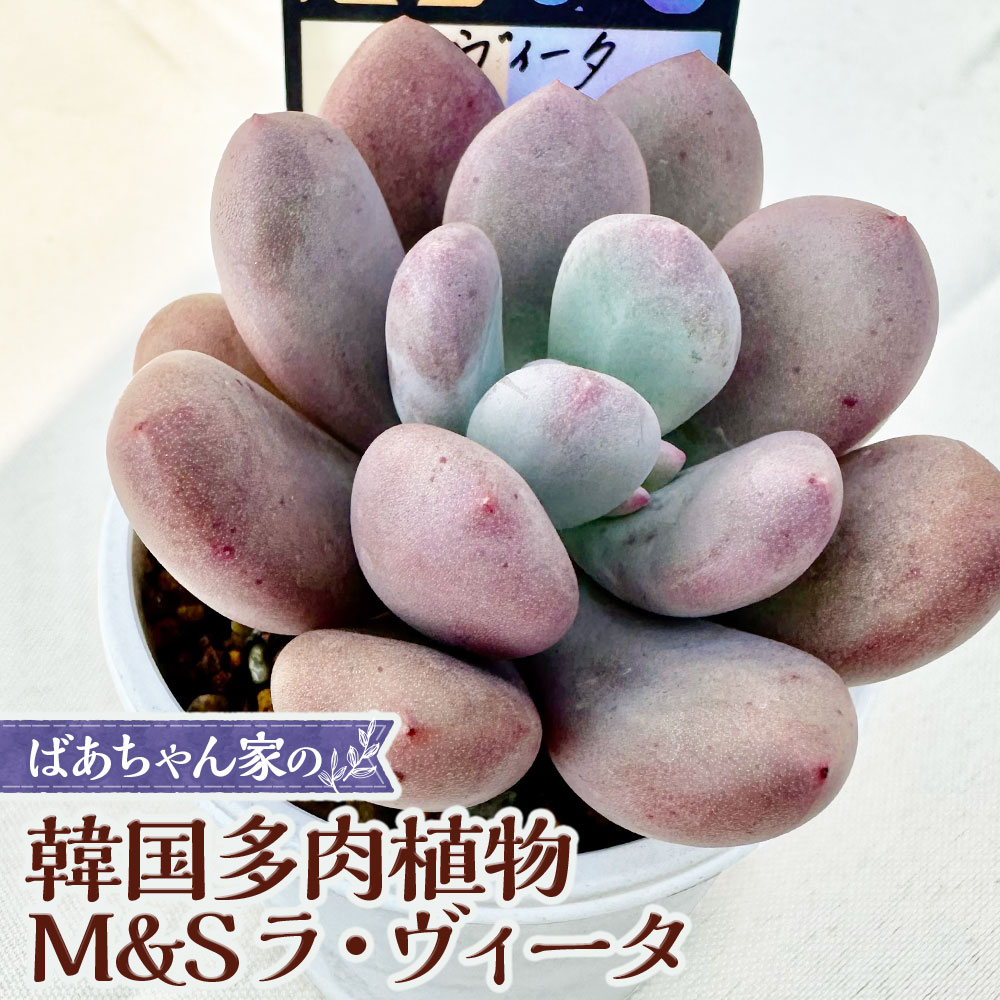 【ふるさと納税】ばあちゃん家の韓国多肉植物 M&S ラ・ヴィータ 1苗 多肉植物 植物 多肉 観葉植物 韓国苗 苗 インテリア 岡山県 奈義町 送料無料