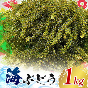 【てだこのまちのグリーンキャビア】海ぶどう（1kg）