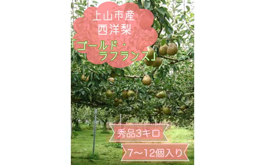 西洋梨（ゴールドラ・フランス）３ｋｇ　７～１２個　0120-2505